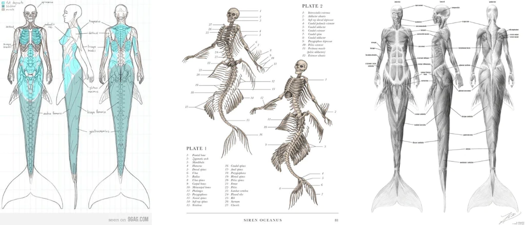 What is the Mermaid Anatomy?