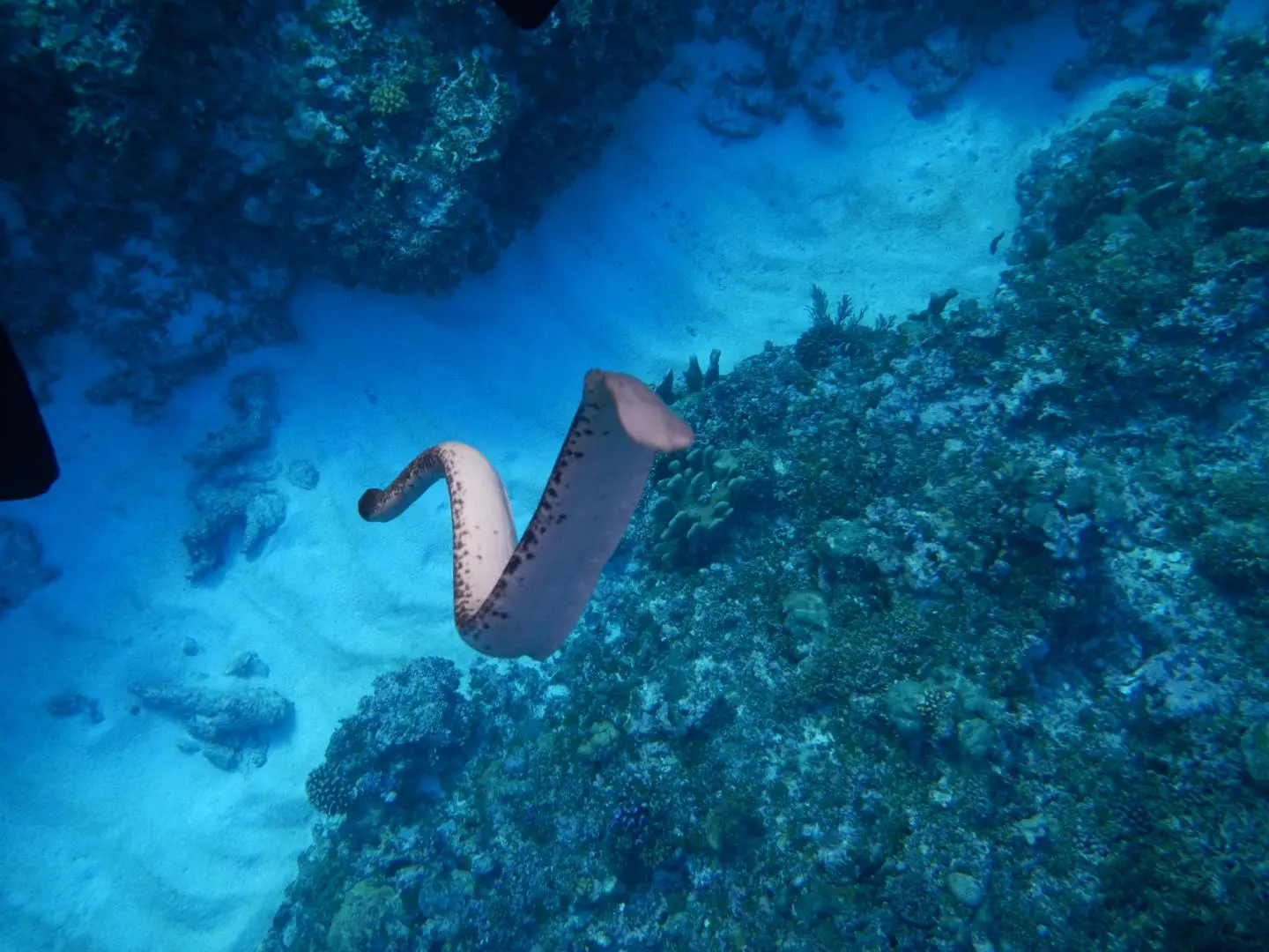 Sea Serpents