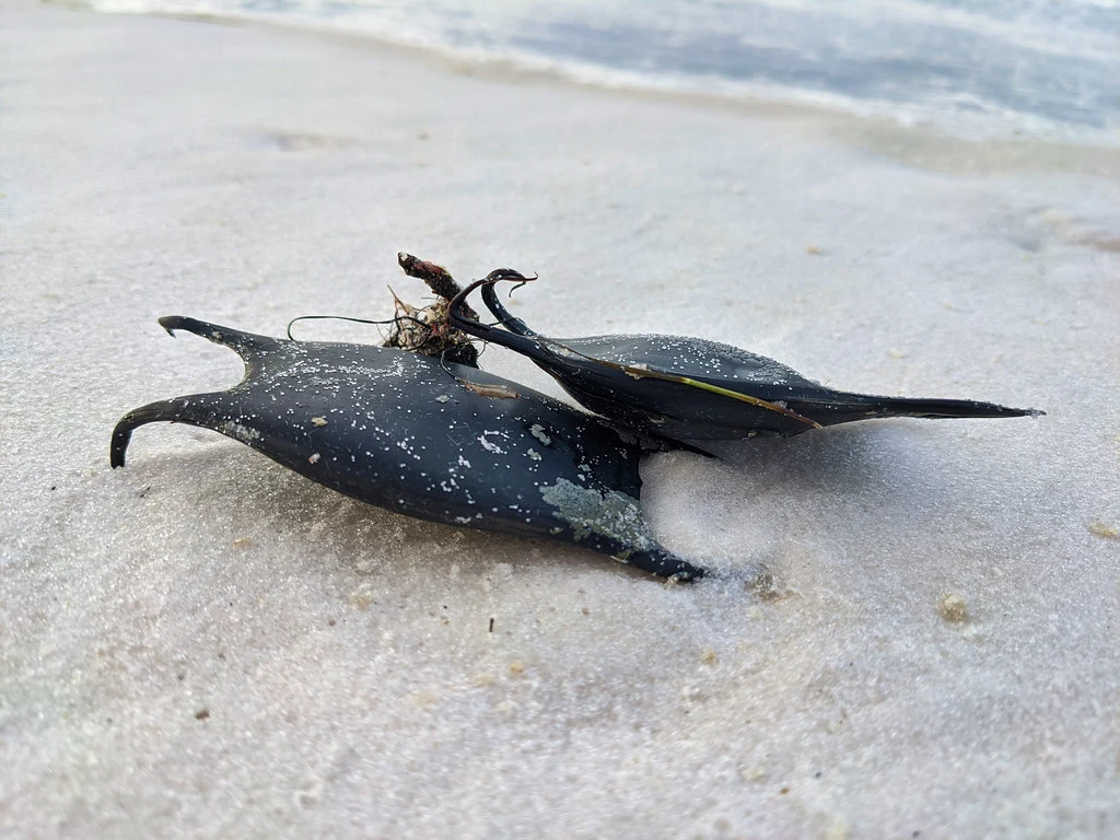 Can you Keep a Mermaid Purse?