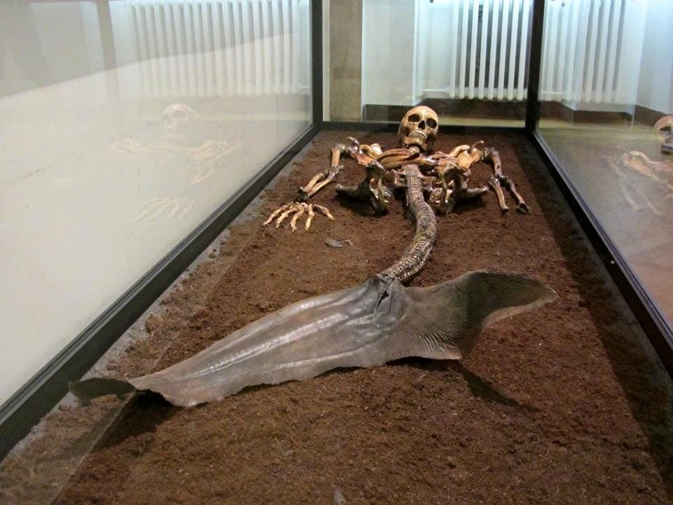 Mermaid Skeleton