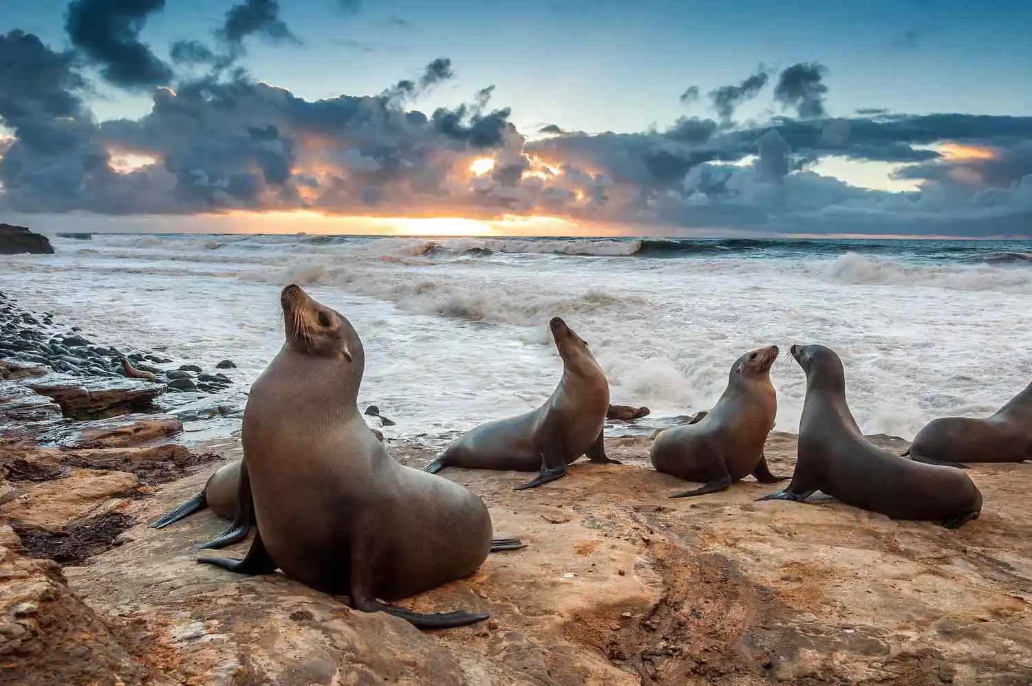 Seals and Sea Lions
