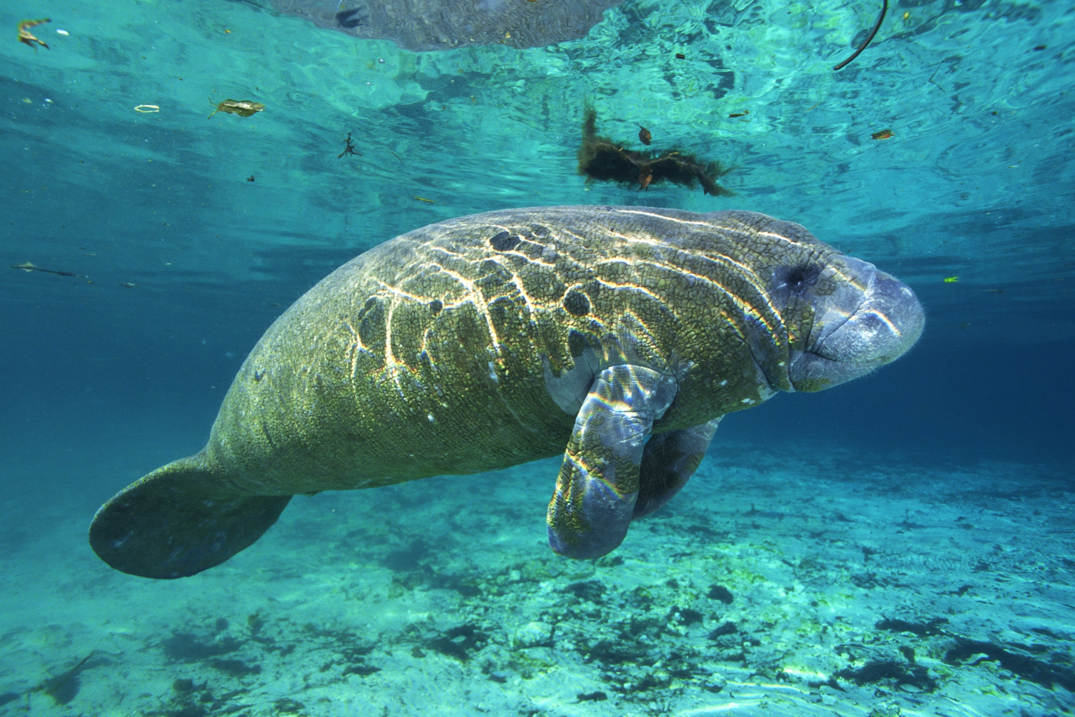 What is a Mermaid Fish?