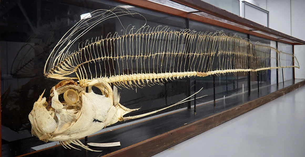 What Are the Mermaid Hoaxes?