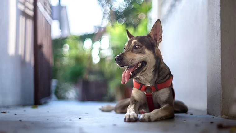 Spirit Names for Dogs