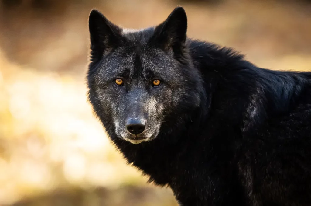 Black Wolf Spirit Animal: Meaning and Symbolism