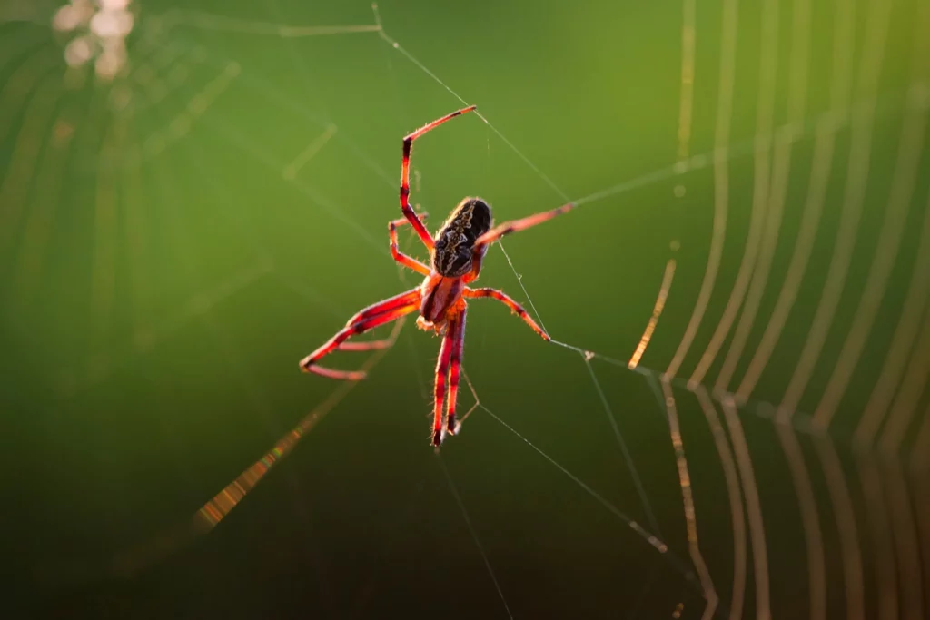 10 Spiritual Meaning of Spider Webs