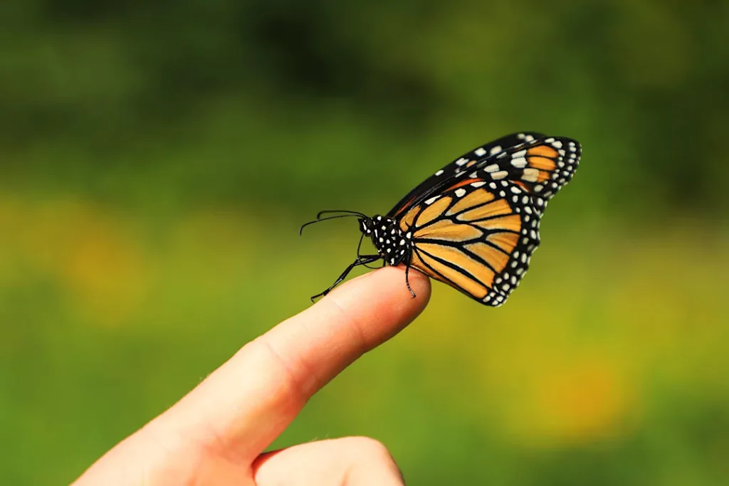 Seeing a Butterfly Meaning
