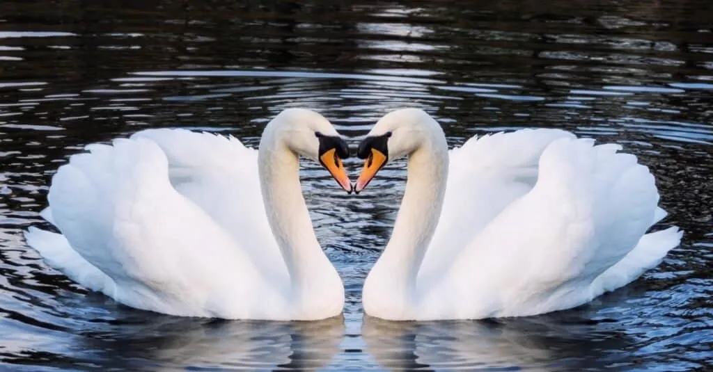 Spiritual Meaning of Swans: Day and Night