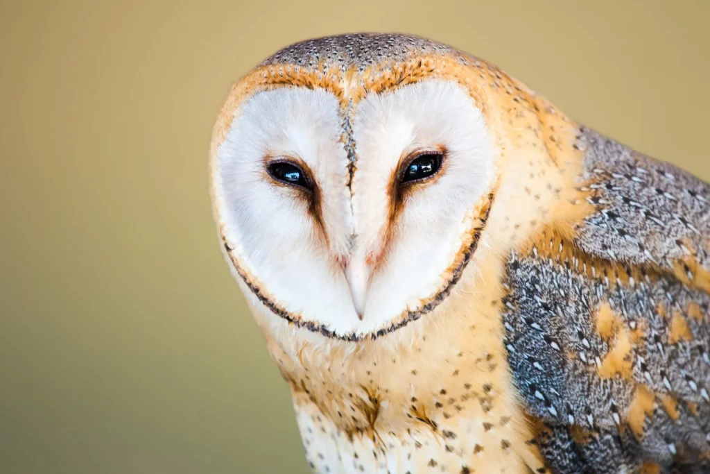 Seeing an Owl Meaning