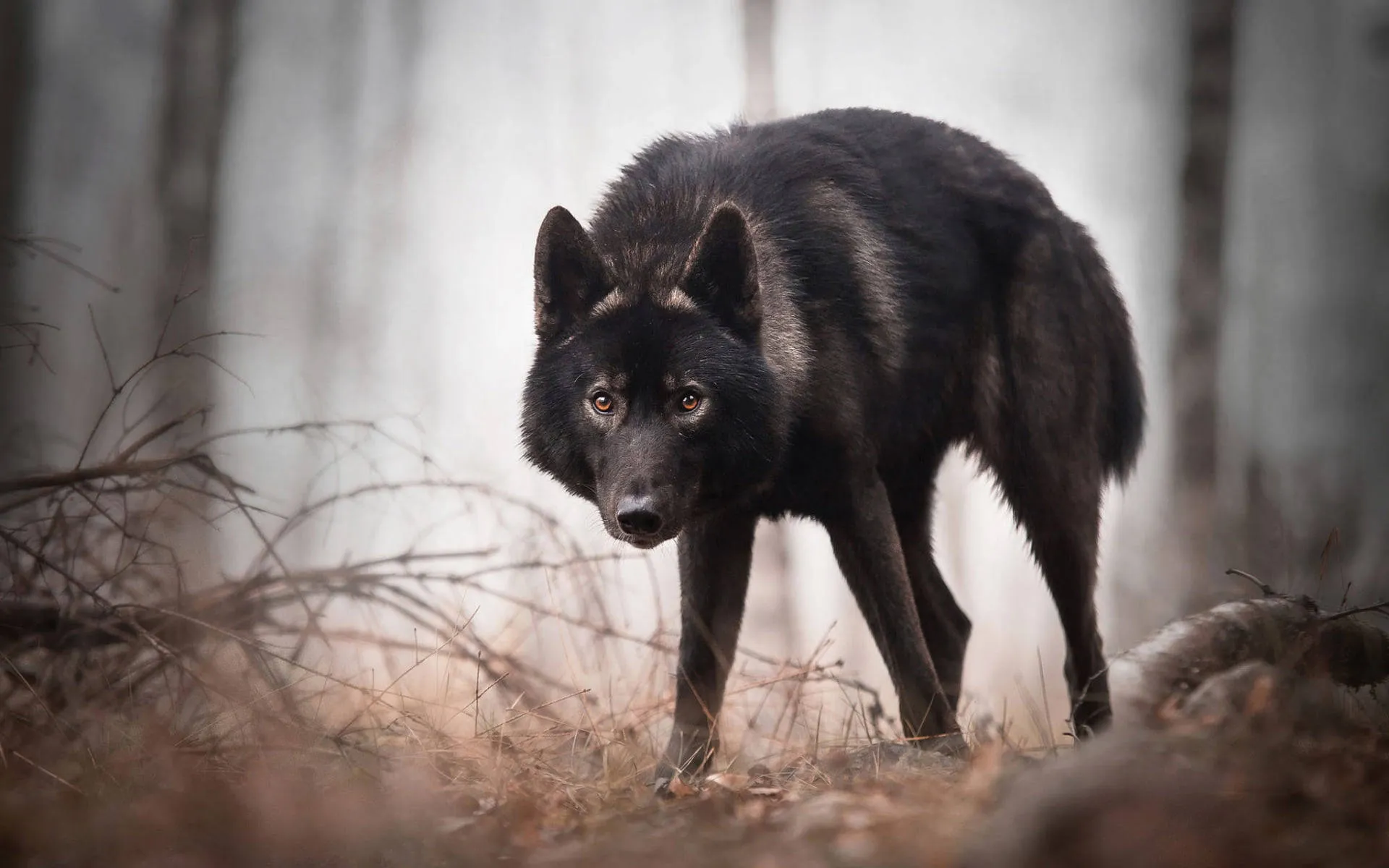 heaven-hell-wolf-photography-black-wolf-wolf-dog