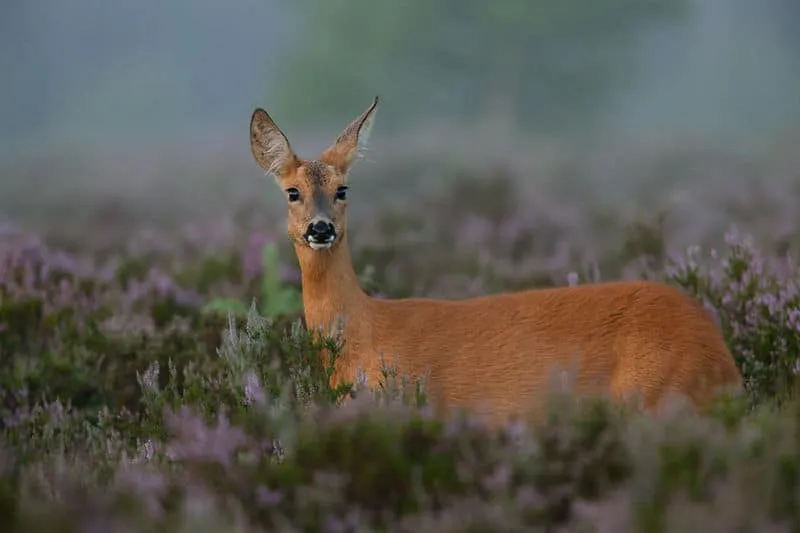 Biblical Meaning of Seeing a Deer