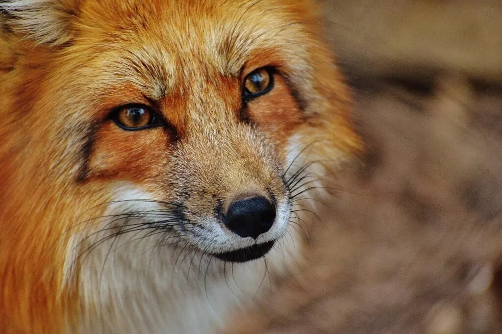 Seeing a Fox Meaning