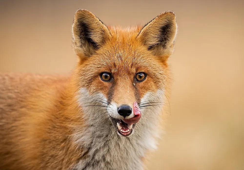 Seeing a Fox Meaning