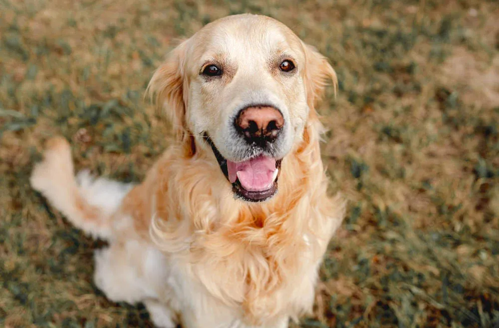 Spiritual Meaning of Dogs in Dreams