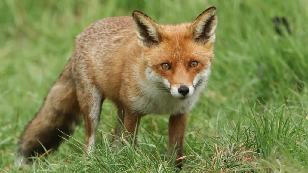 Seeing a Fox Meaning