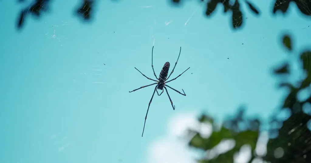 10 Spiritual Meaning of Spider Webs