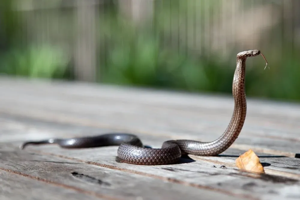 Seeing a Snake Meaning