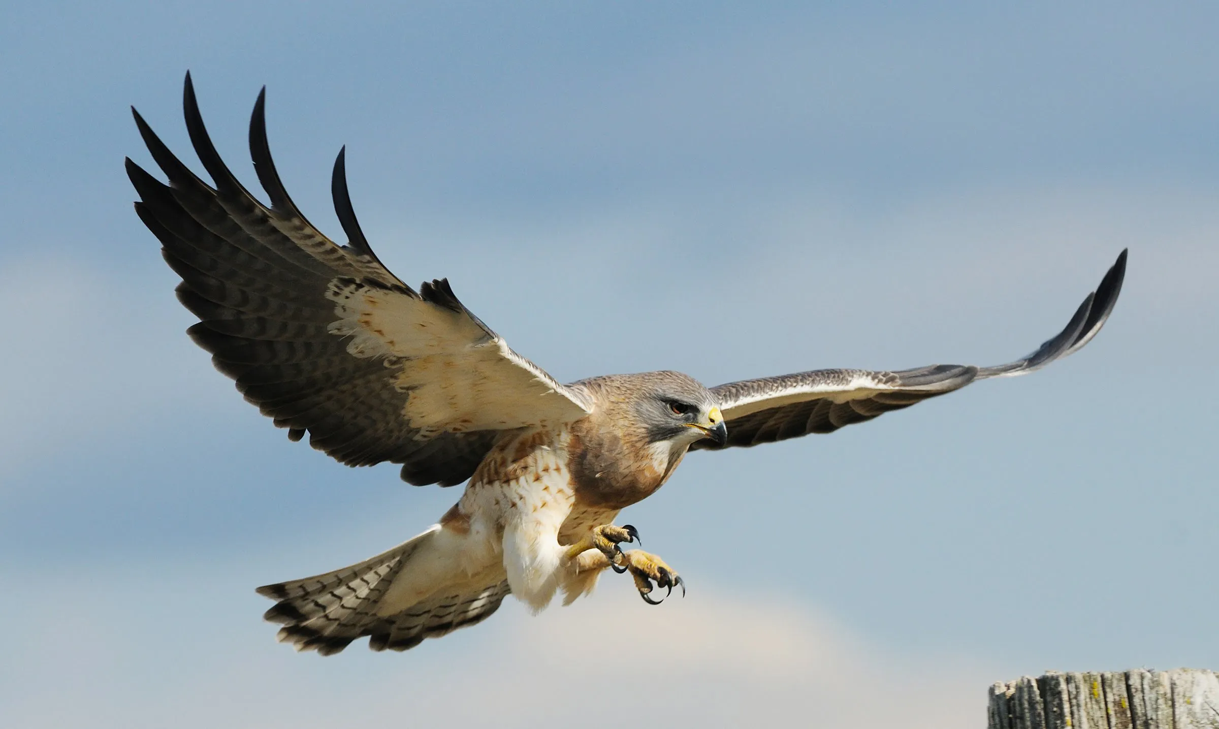The Biblical Meaning of Seeing a Hawk