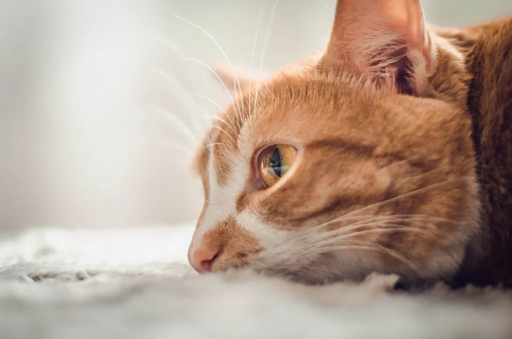 Signs Your Cat is Dying of Kidney Failure