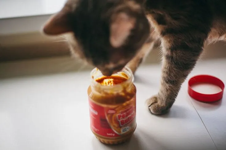 Cat likes sale peanut butter