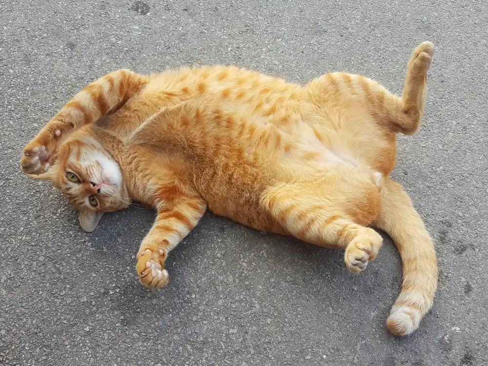 Signs That Your Cat Loves You