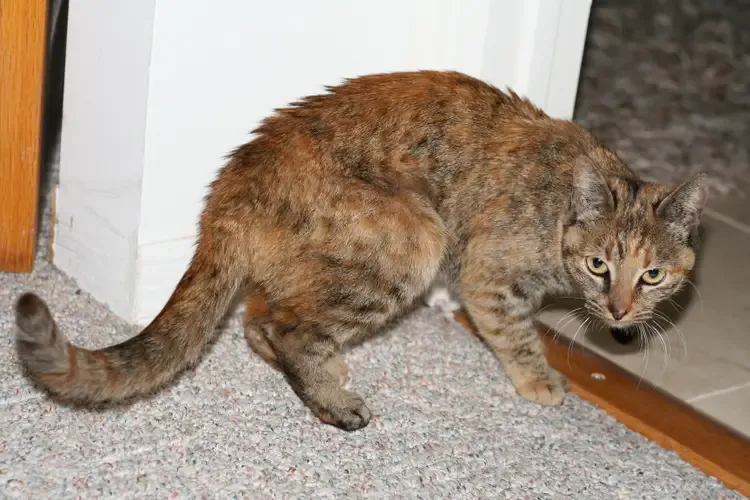 Signs Your Cat Hates You