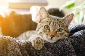 Signs That Your Cat Loves You