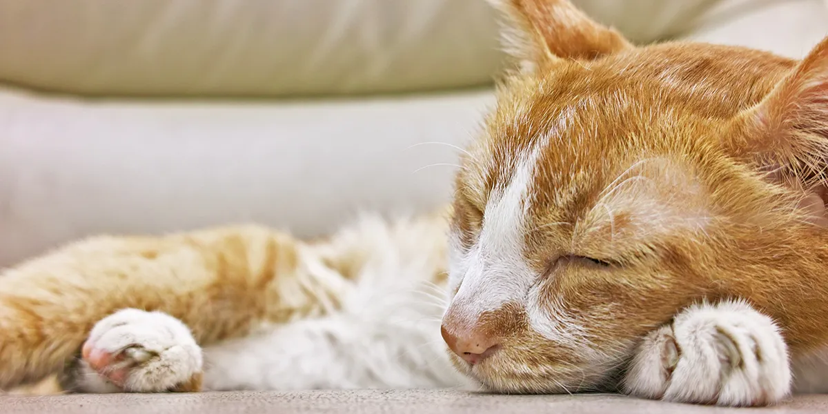 how-long-can-cats-live-with-kidney-disease