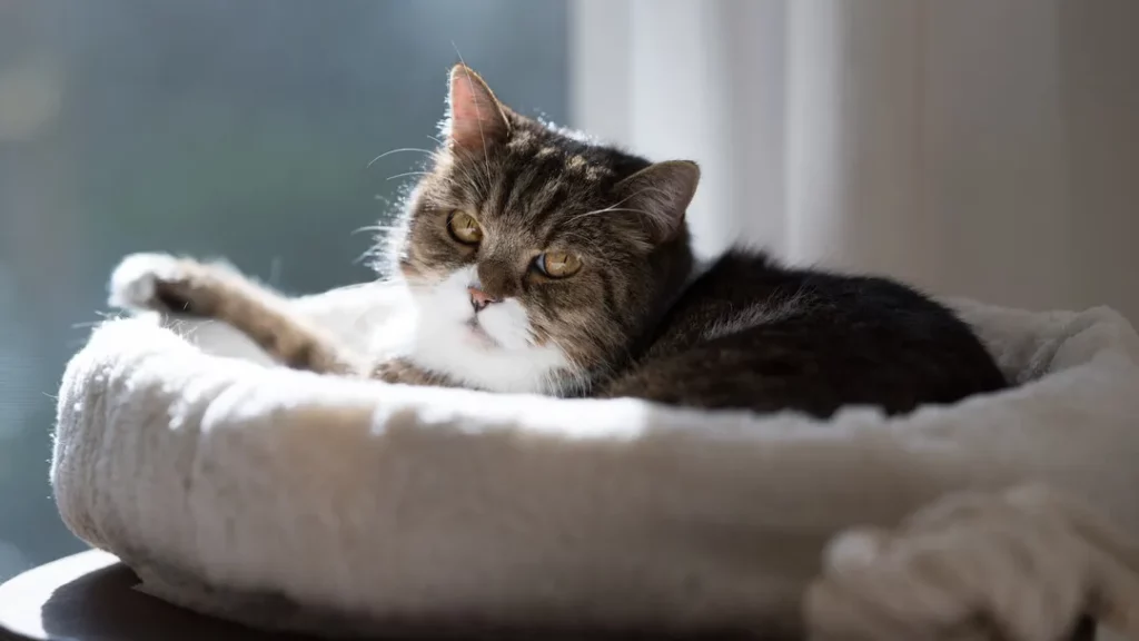Do Old Cats Know When They Are Dying?