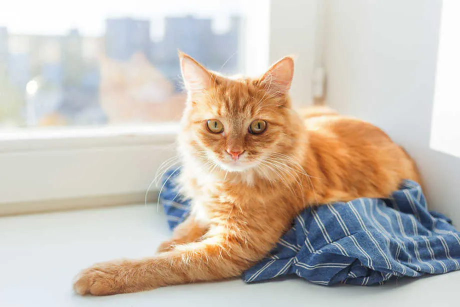 Physical Signs of Stress in a Cat