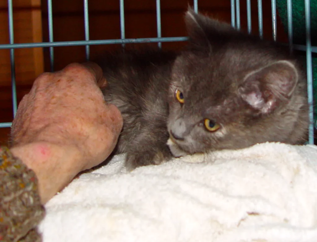 When is It Too Late to Tame a Feral Cat