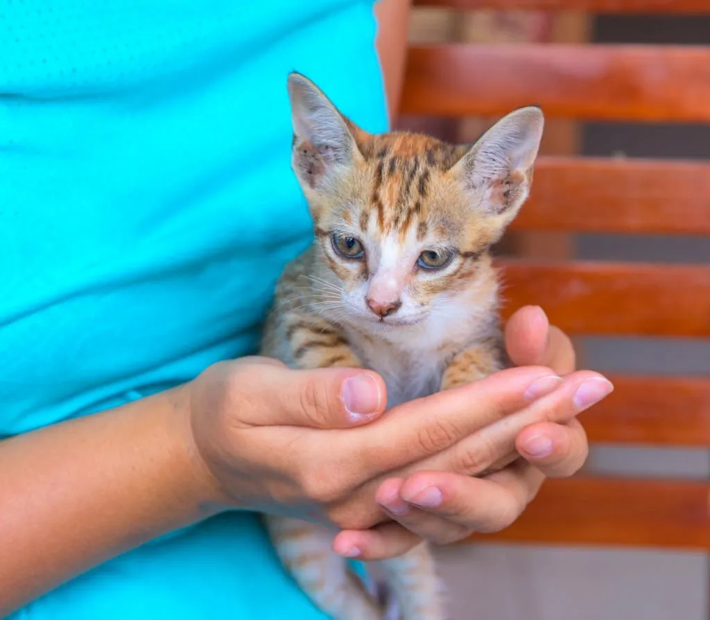 Signs of Rabies in Kittens