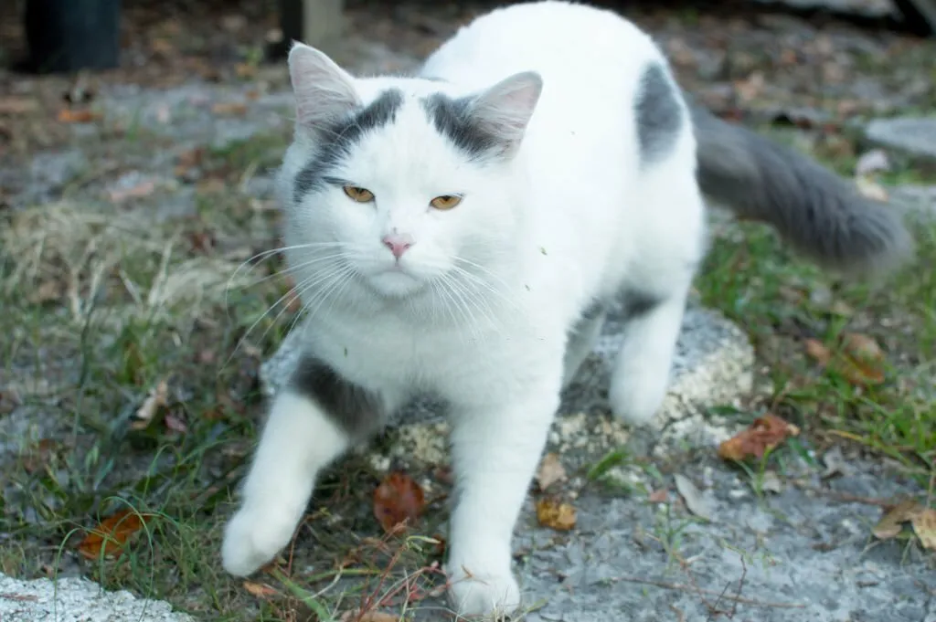 Signs of Rabies in Kittens