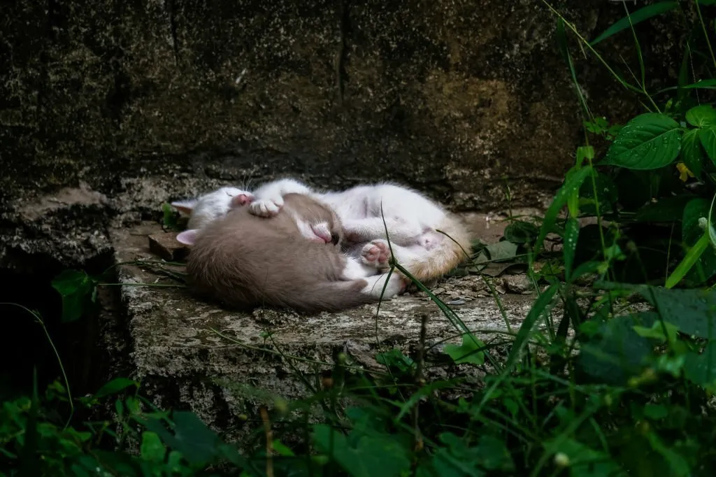 My Cat is Dying How Long Will It Take