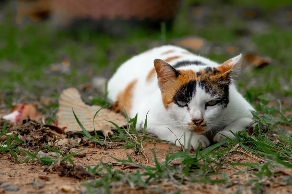 Where Can I Drop Off Stray Cats?