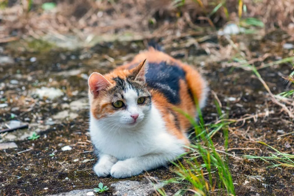 Where Can I Drop Off Stray Cats?