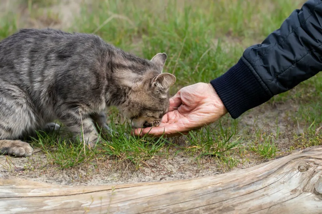 9 Ways To Tame A Feral Cat