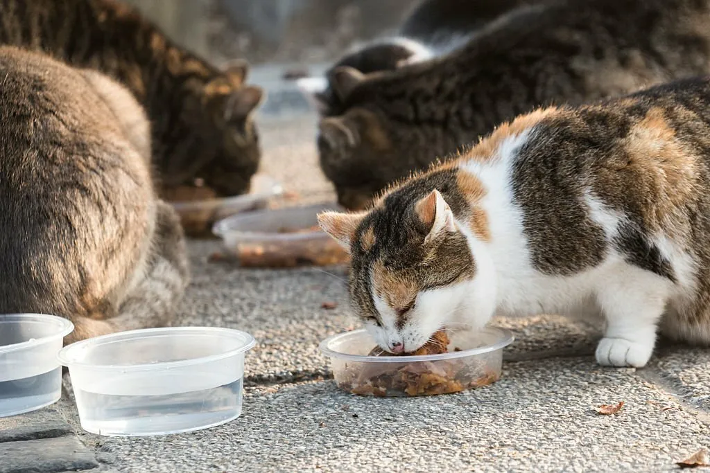 What to Feed a Stray Cat