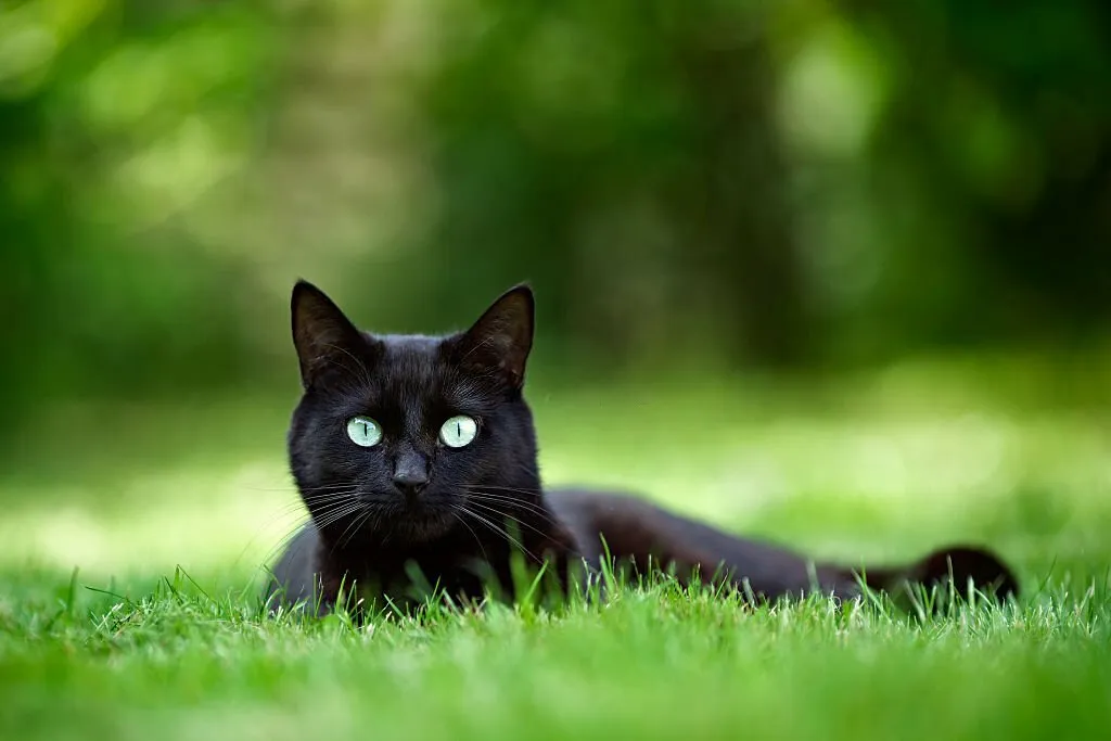 How Long Can a Cat Go Without Food or Water
