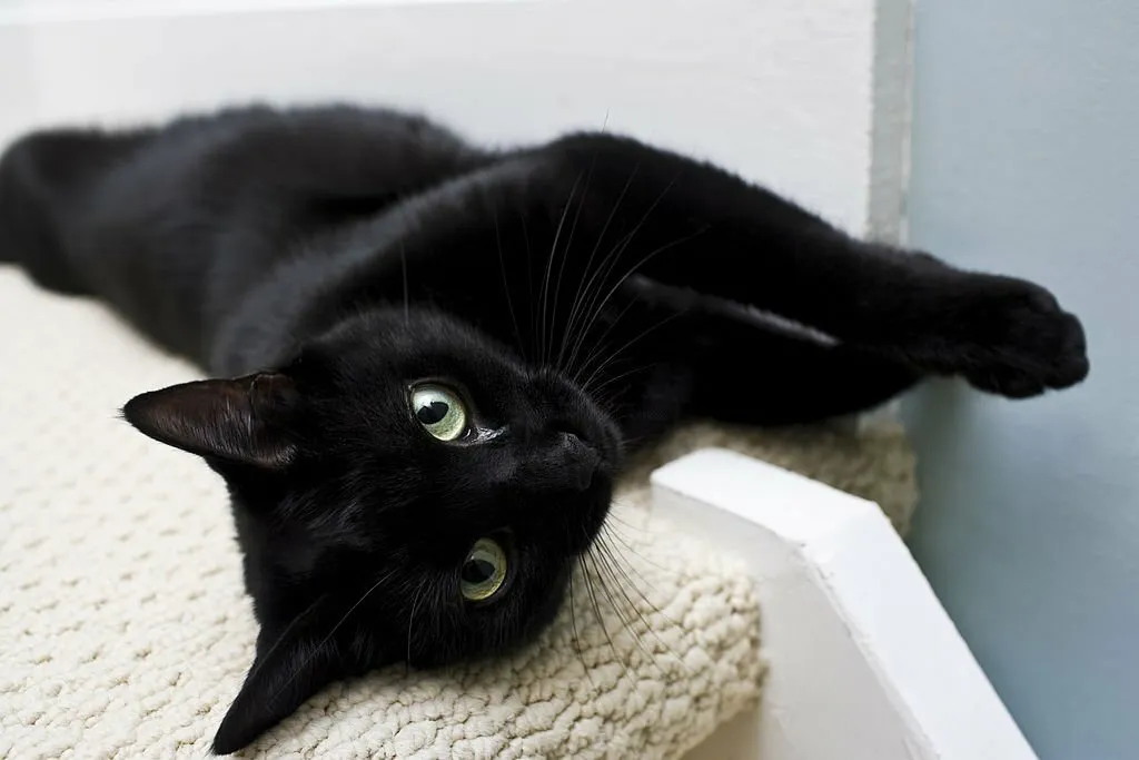 How Long Do Black Cats Live?