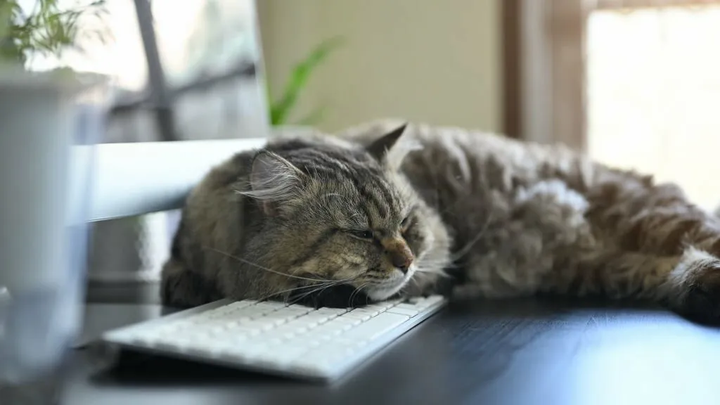 Signs a Cat is in Pain