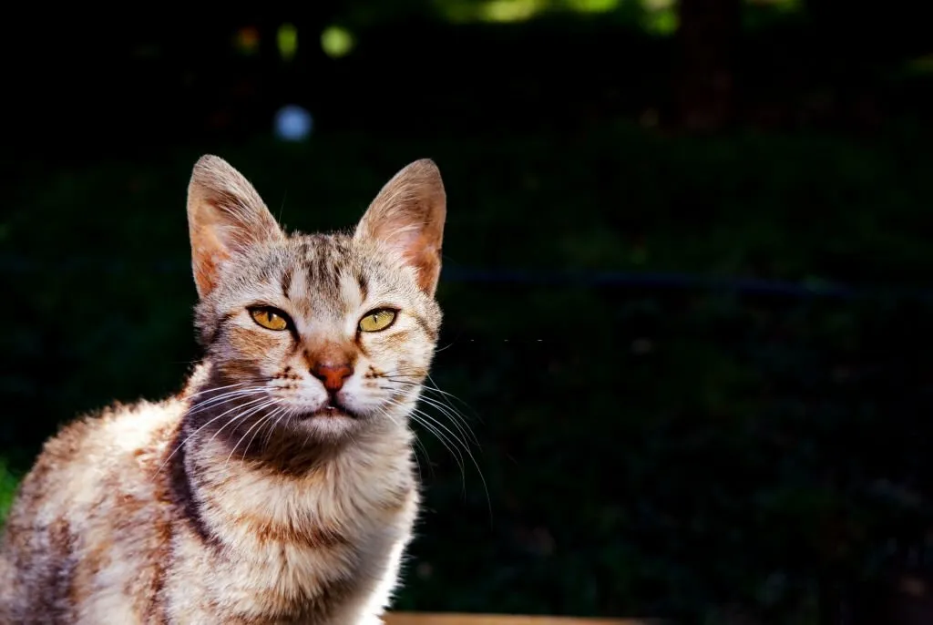 Can Cats Sense Evil in a Person
