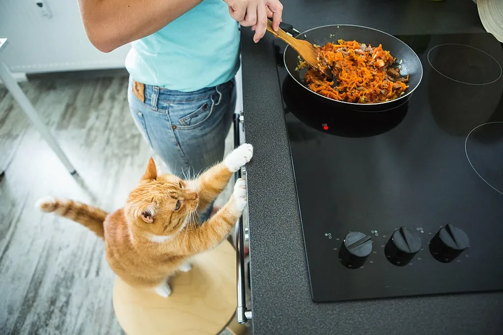 Why Do Cats Like Tomato Sauce