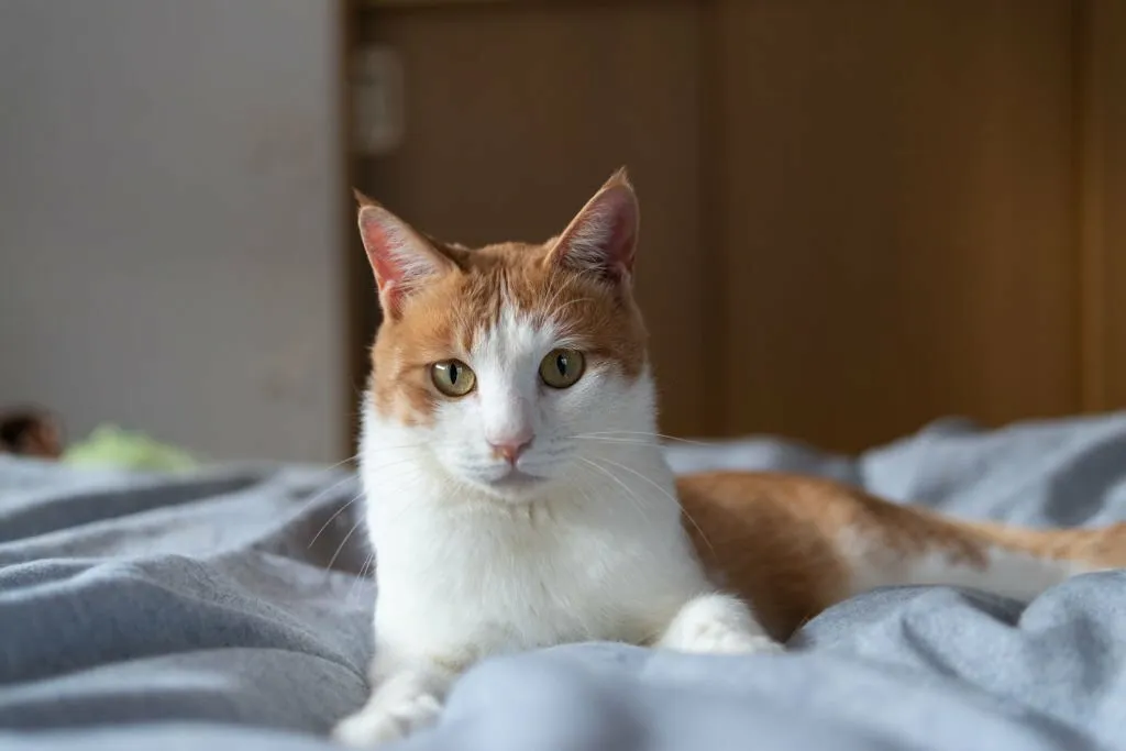 Do Old Cats Know When They Are Dying?