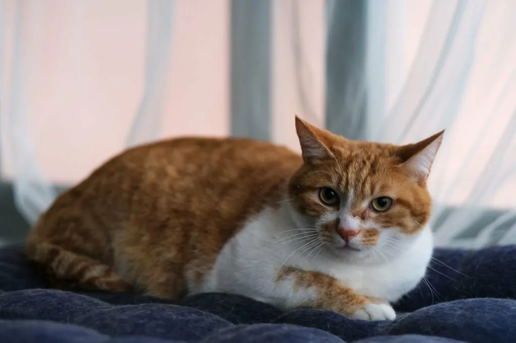 How to Tell if a Stray Kitten is Healthy