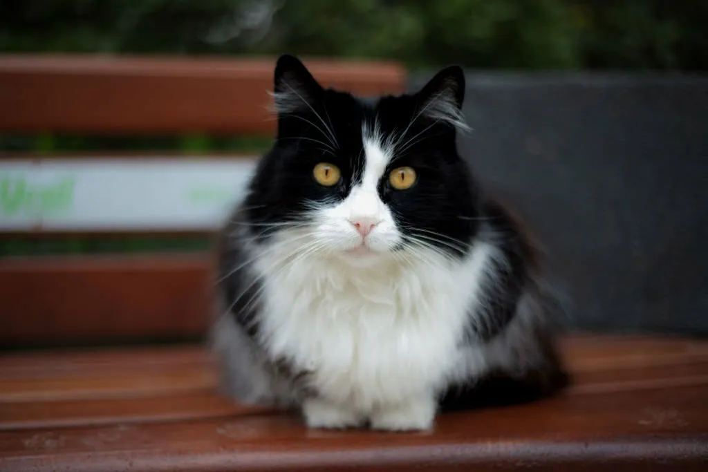 How to Tell if a Stray Kitten is Healthy