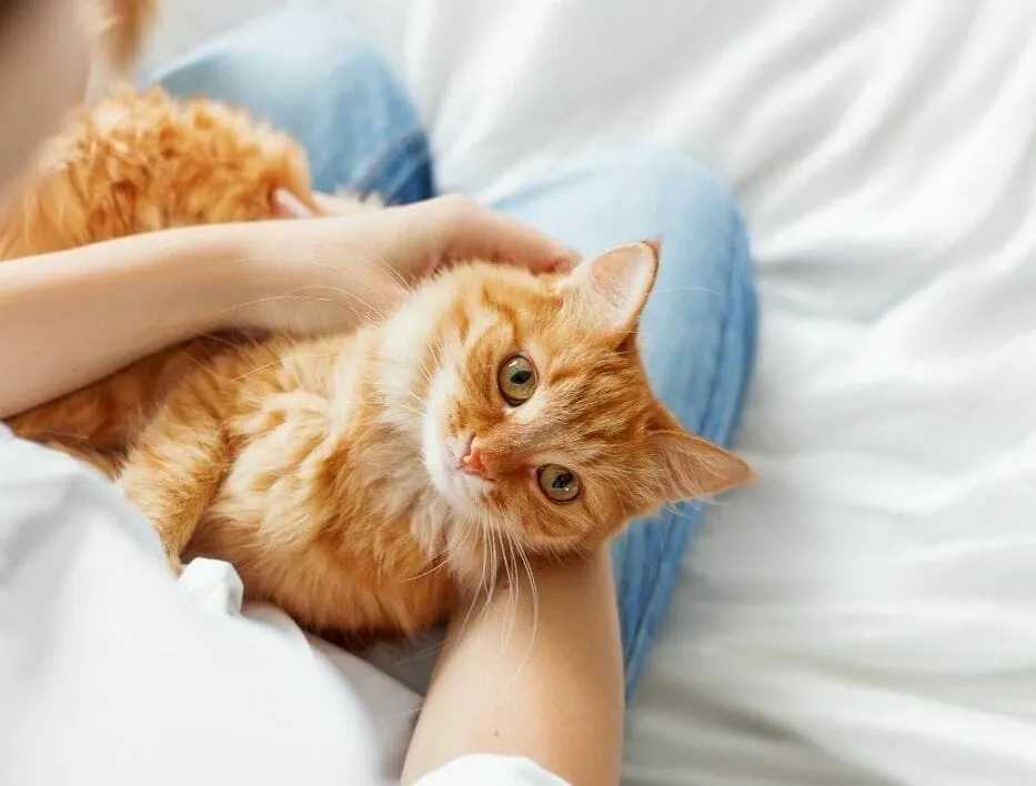 Can Cats Tell When You Are Ill