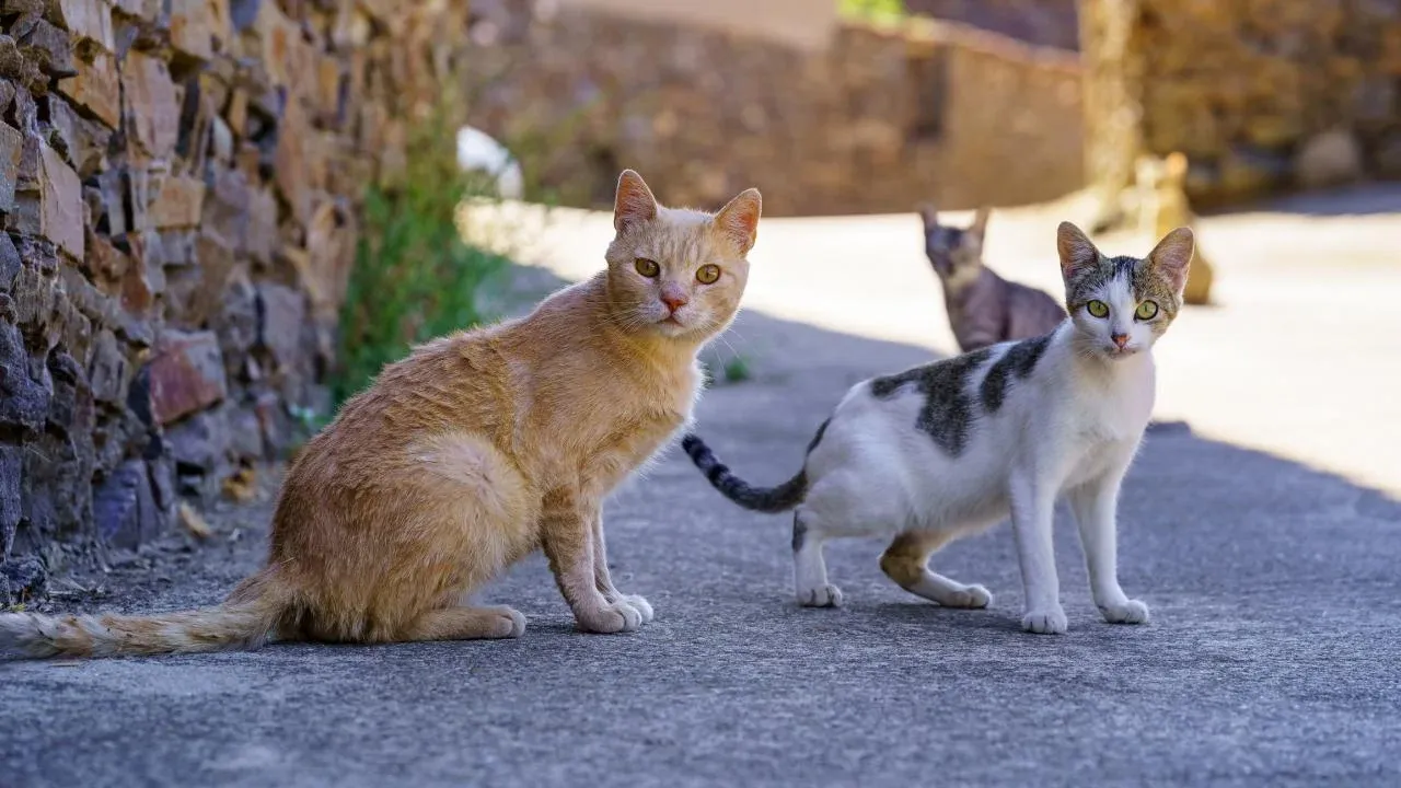 8 Ways to Tell if a Cat is Feral