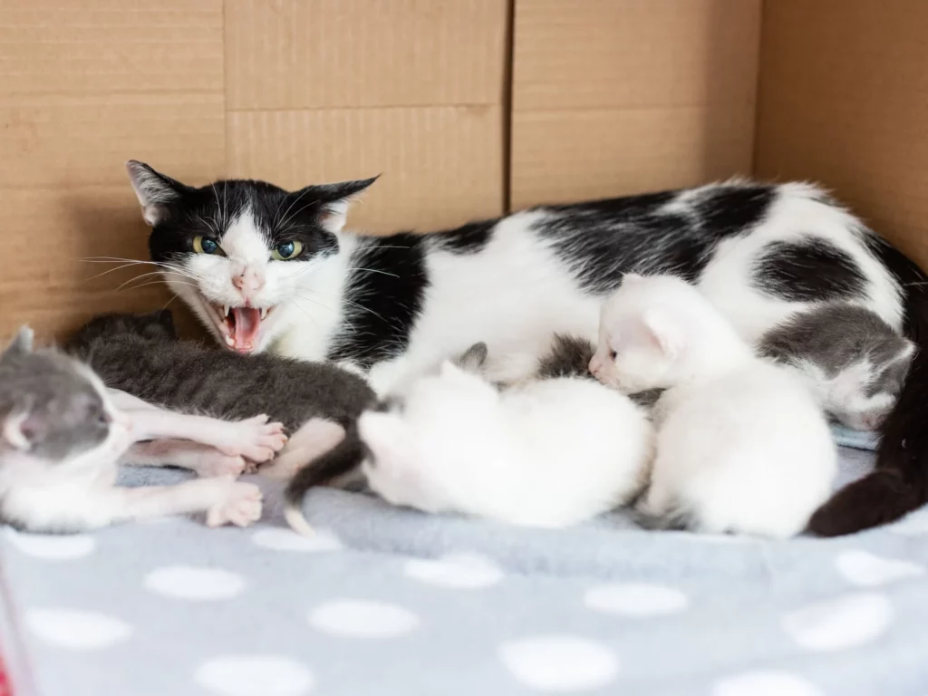 How to Socialize a Kitten