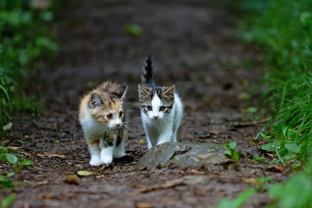 How to Tame a Feral Cat